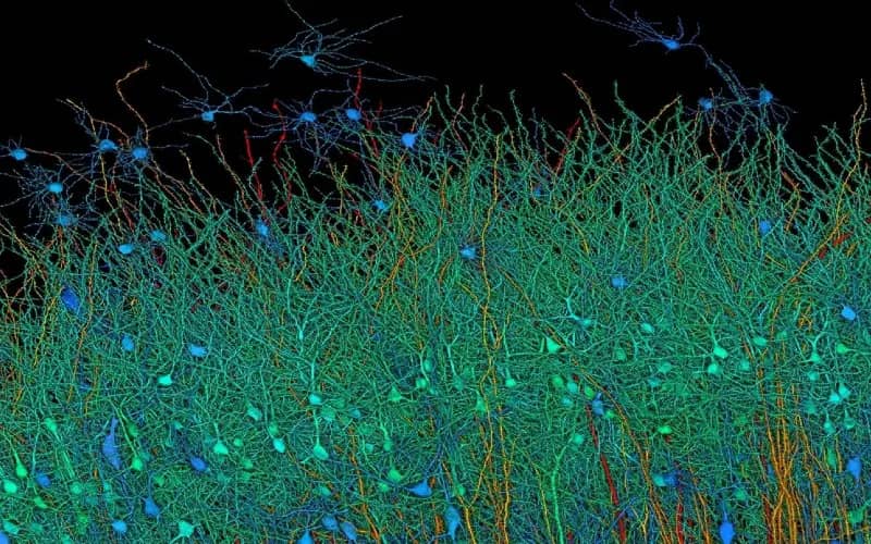 Human brain tissue scan
